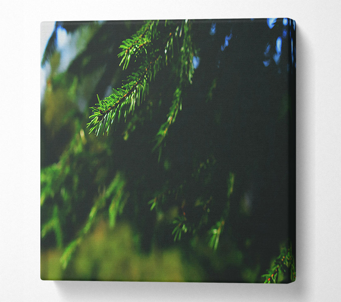  A Canvas Print of Emerald Evergreen Branch Canvas Print