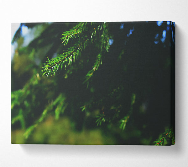  A Canvas Print of Emerald Evergreen Branch Canvas Print