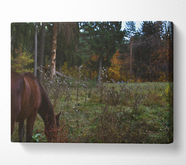  A Canvas Print of Brown Horse In The Woods Canvas Art