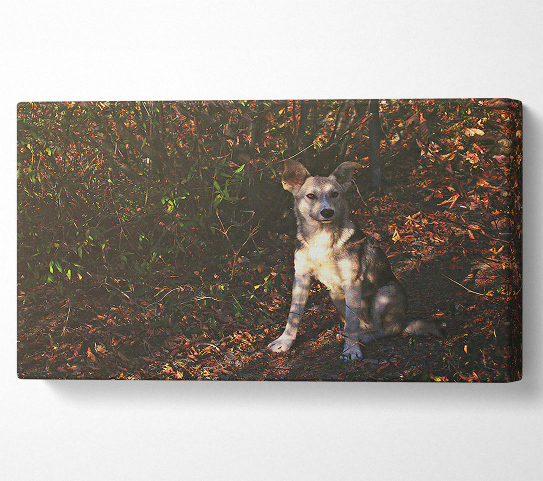  A Canvas Print of Golden Brown Pup In Woods Canvas Print