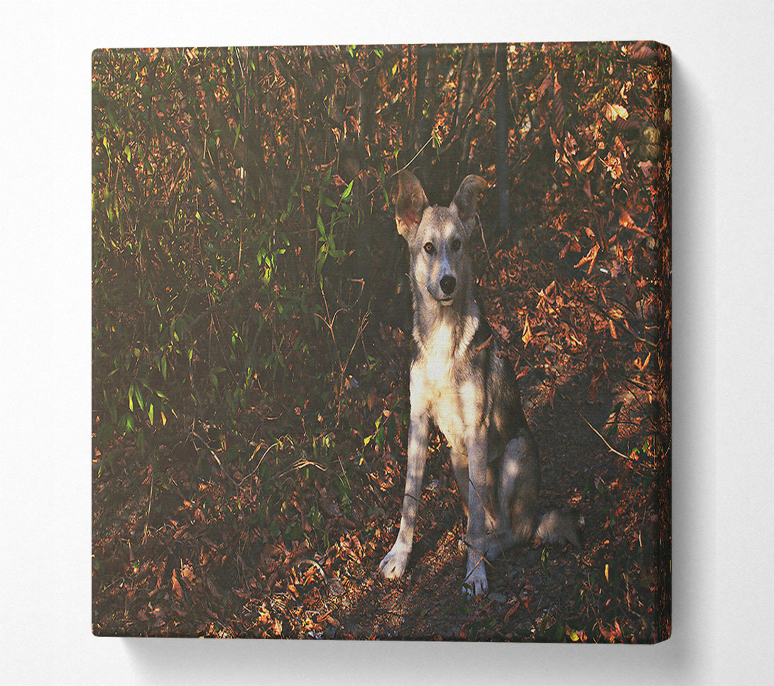  A Canvas Print of Golden Brown Pup In Woods Canvas Print