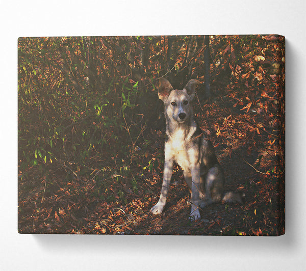  A Canvas Print of Golden Brown Pup In Woods Canvas Print