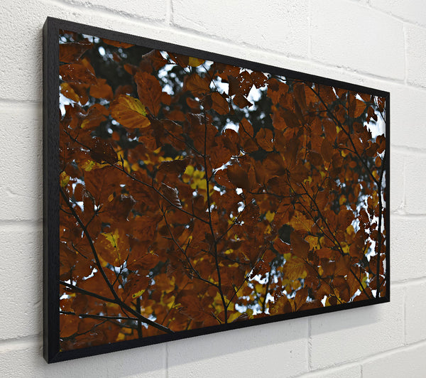 Autumnal Brown Canopy