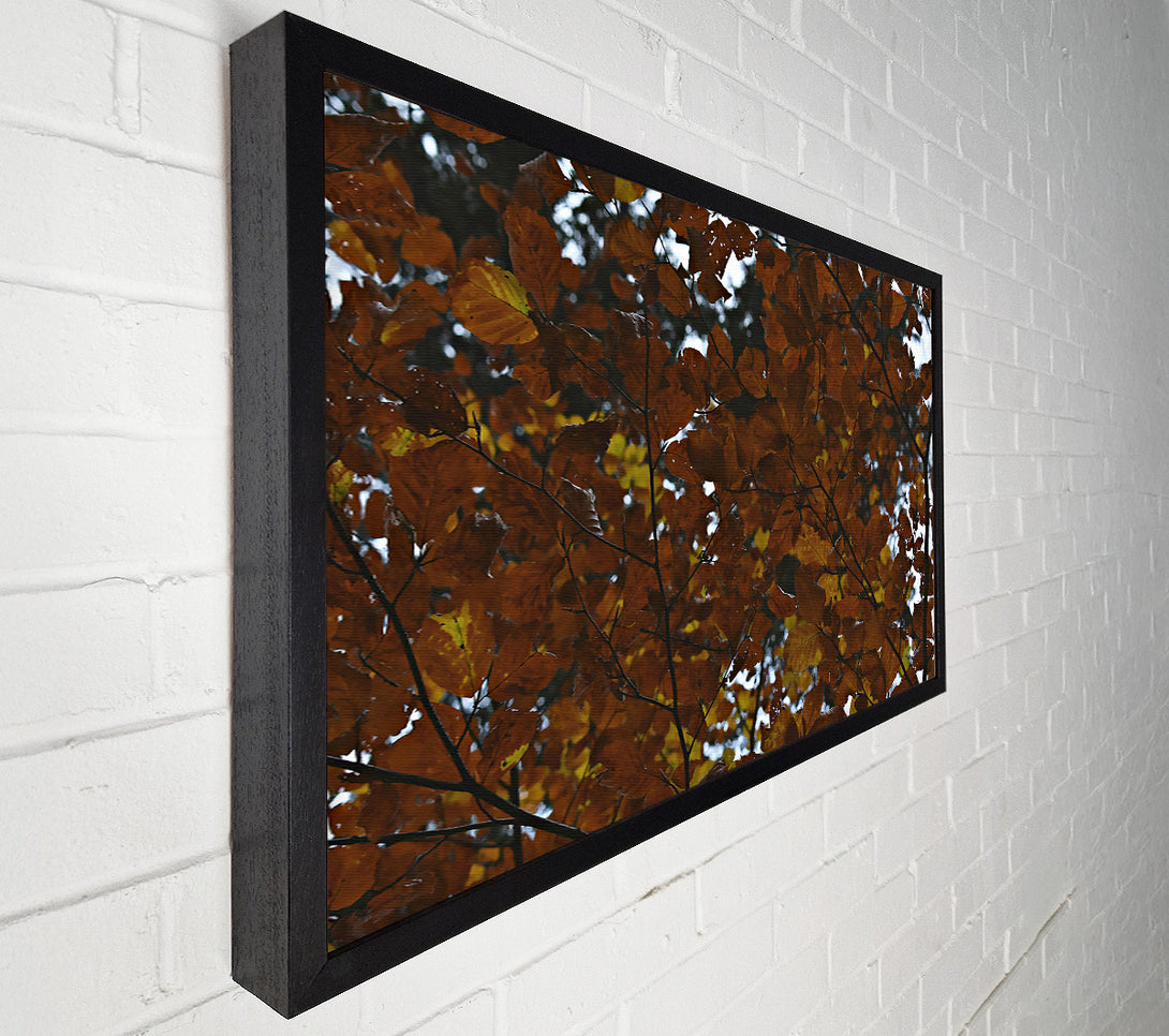  A Canvas Print of Autumnal Brown Canopy Canvas Print