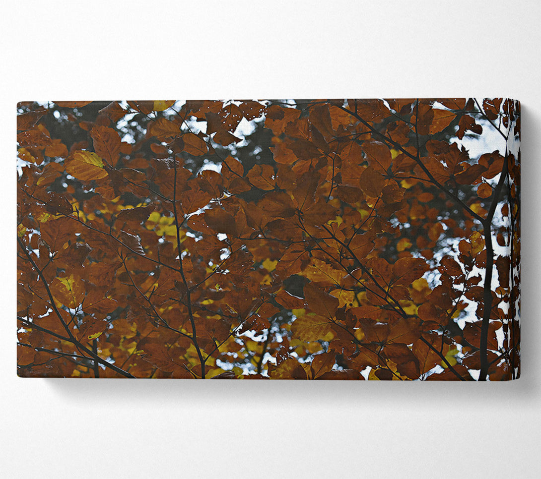  A Canvas Print of Autumnal Brown Canopy Canvas Print