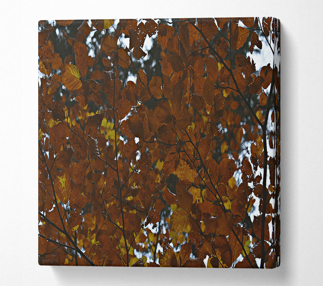  A Canvas Print of Autumnal Brown Canopy Canvas Print