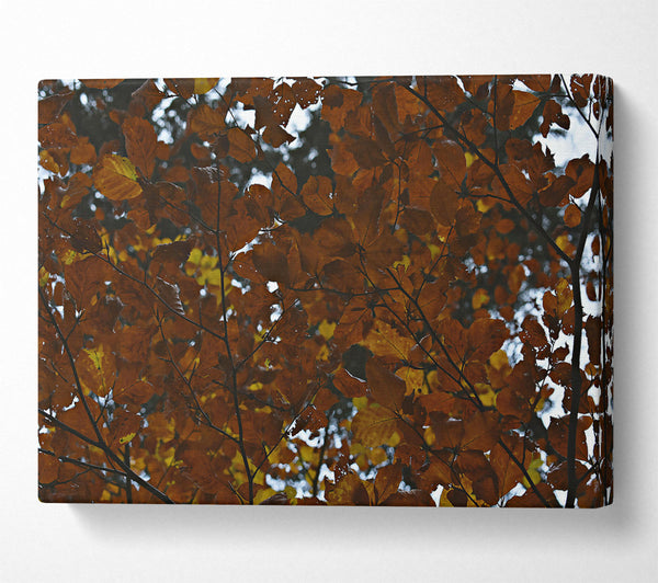 A Canvas Print of Autumnal Brown Canopy Canvas Print