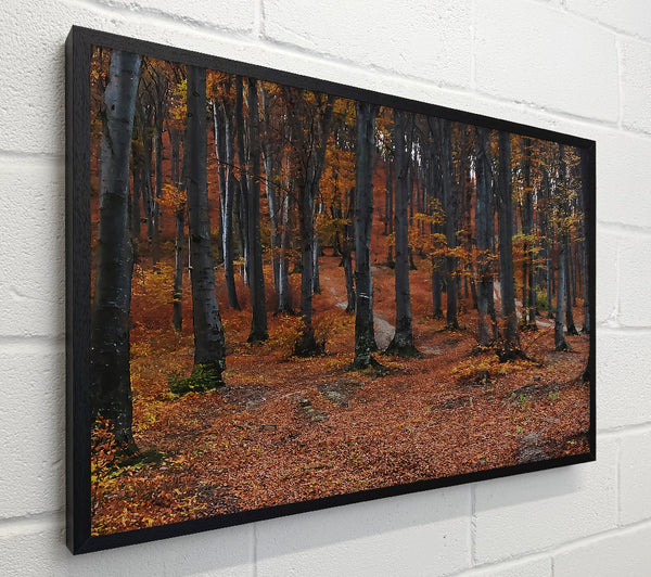 Autumn'S Brown Path