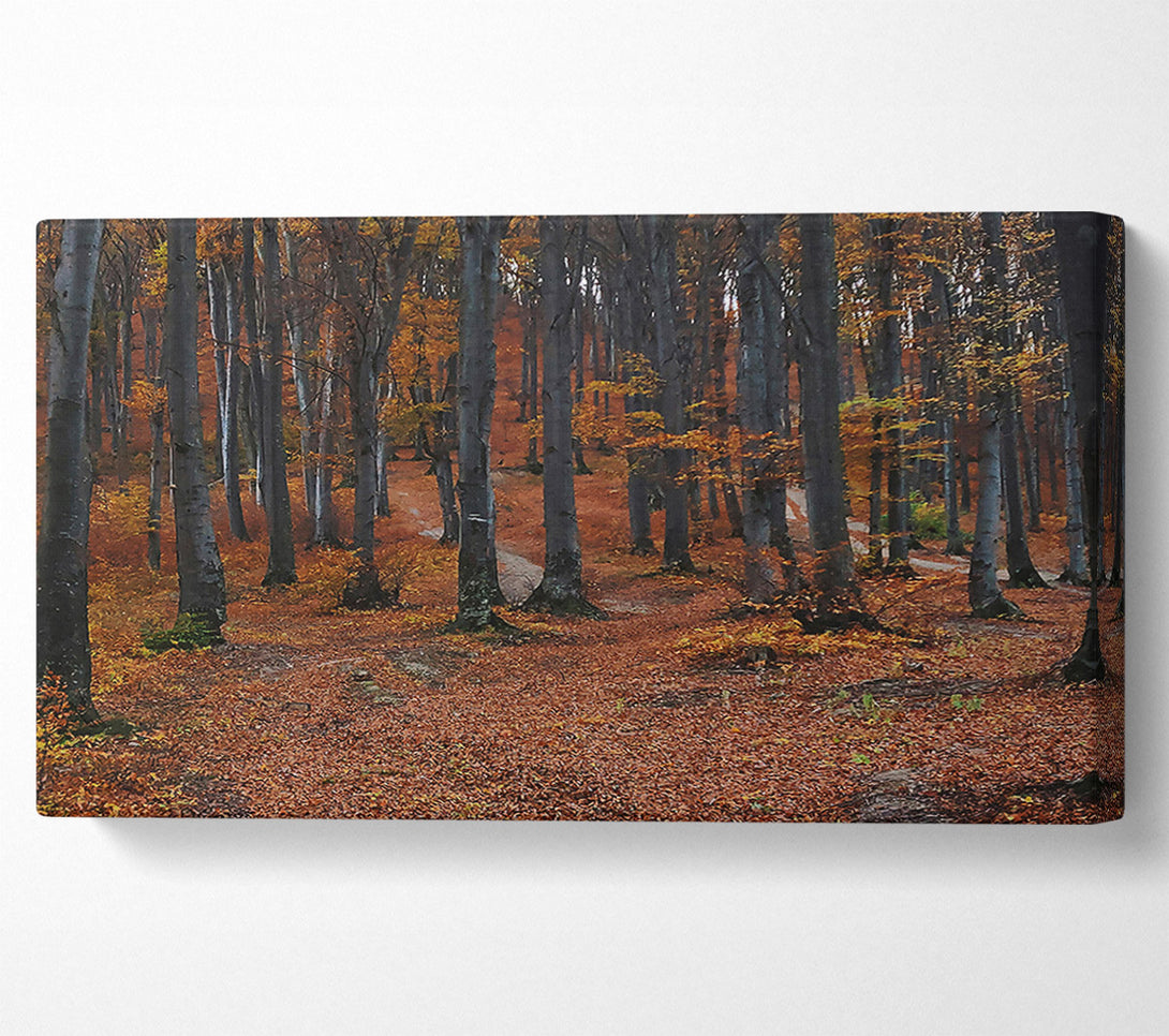  A Canvas Print of Autumn'S Brown Path Canvas Print