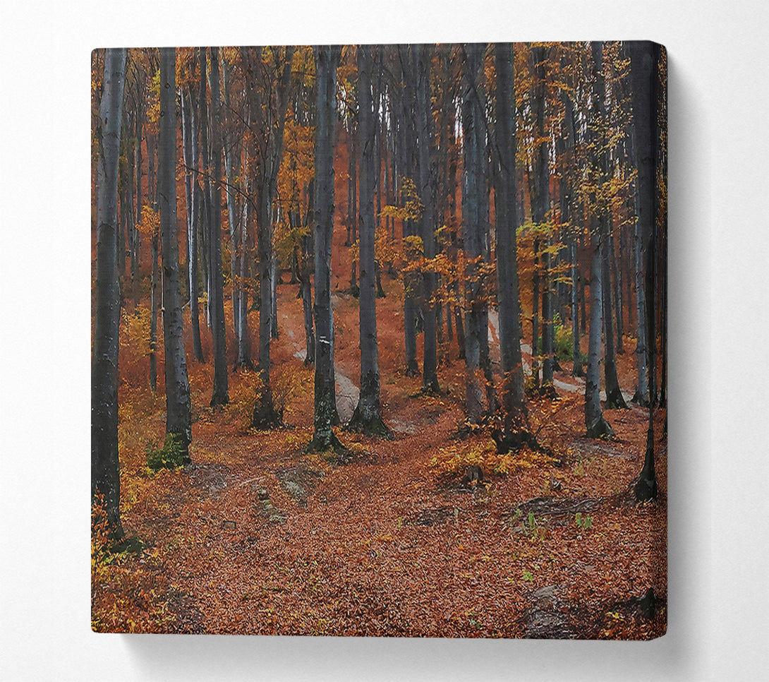 A Canvas Print of Autumn'S Brown Path Canvas Print