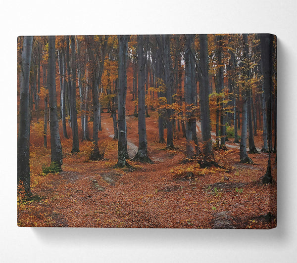  A Canvas Print of Autumn'S Brown Path Canvas Print