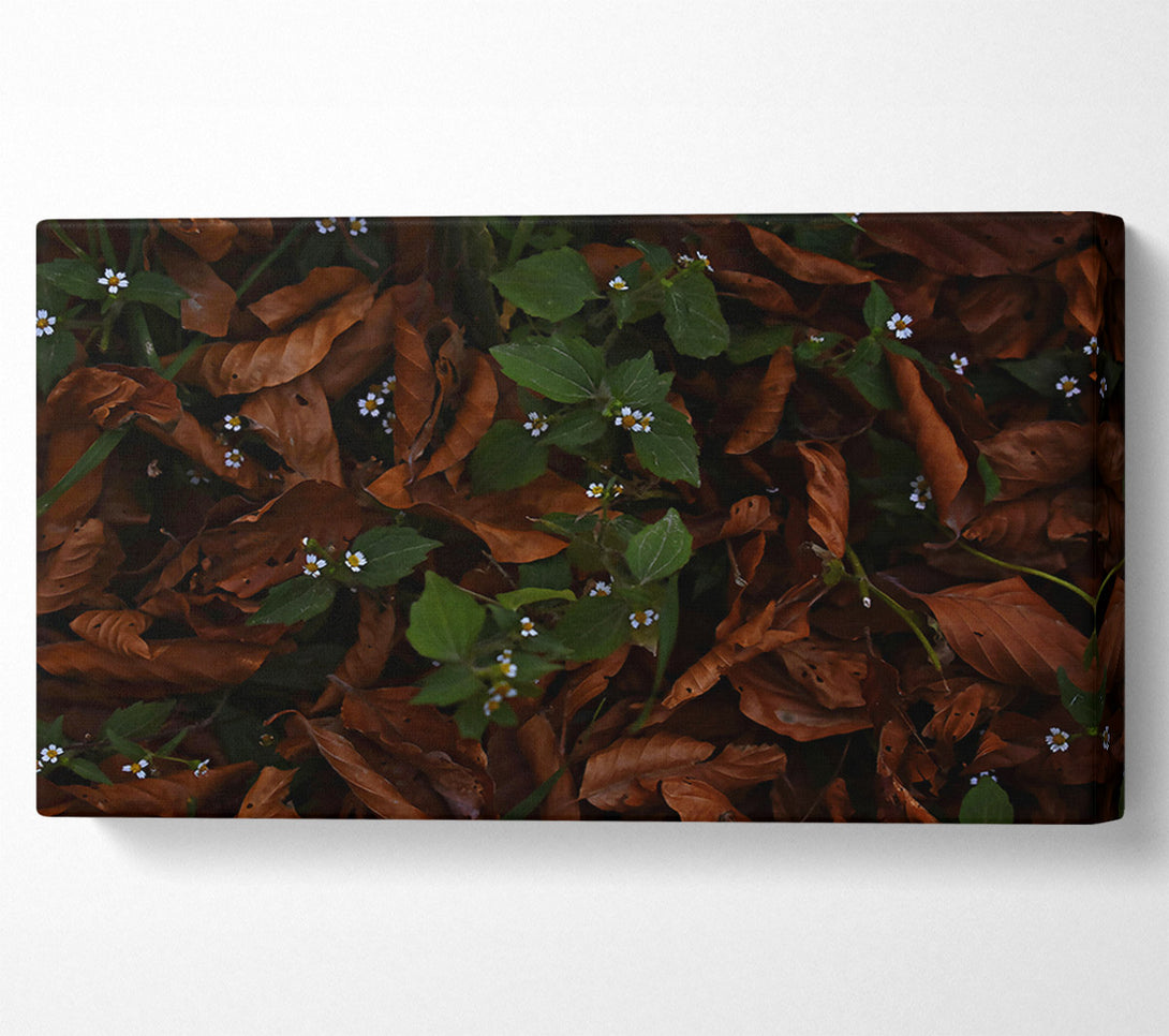 A Canvas Print of Brown Leaves And White Blooms. Canvas Art