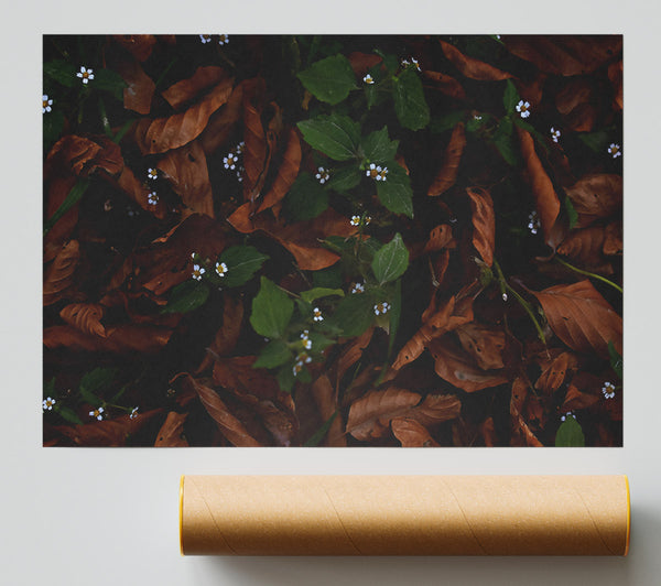 Brown Leaves And White Blooms. Print