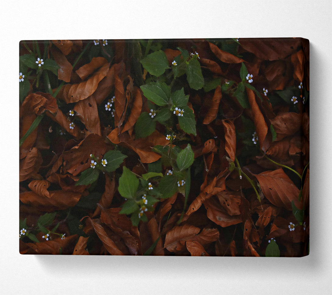 A Canvas Print of Brown Leaves And White Blooms. Canvas Art