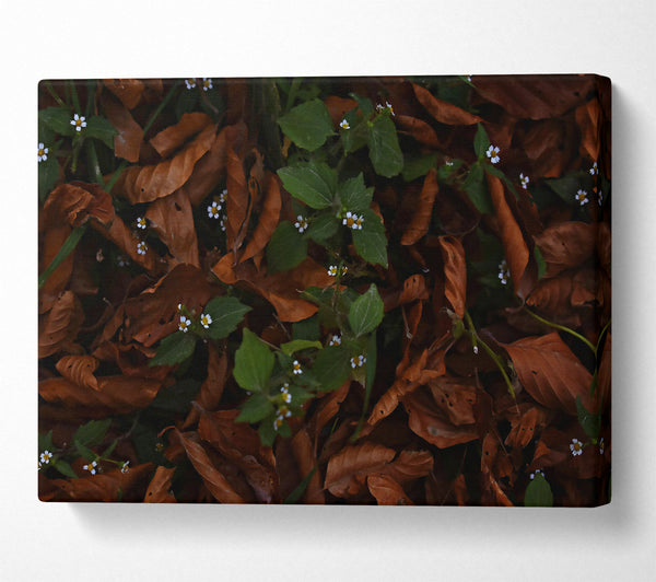 A Canvas Print of Brown Leaves And White Blooms. Canvas Art
