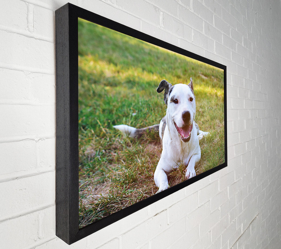  A Canvas Print of White Dog'S Joy Canvas Print