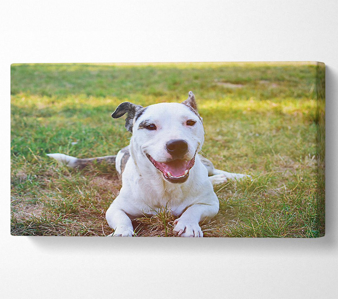  A Canvas Print of White Dog'S Joy Canvas Print
