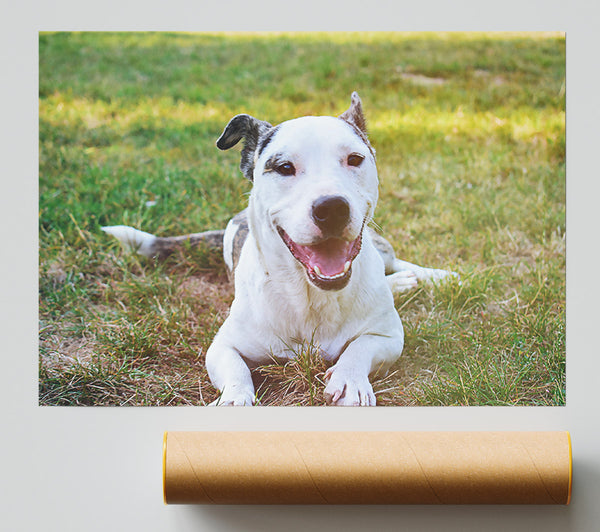 White Dog'S Joy Print