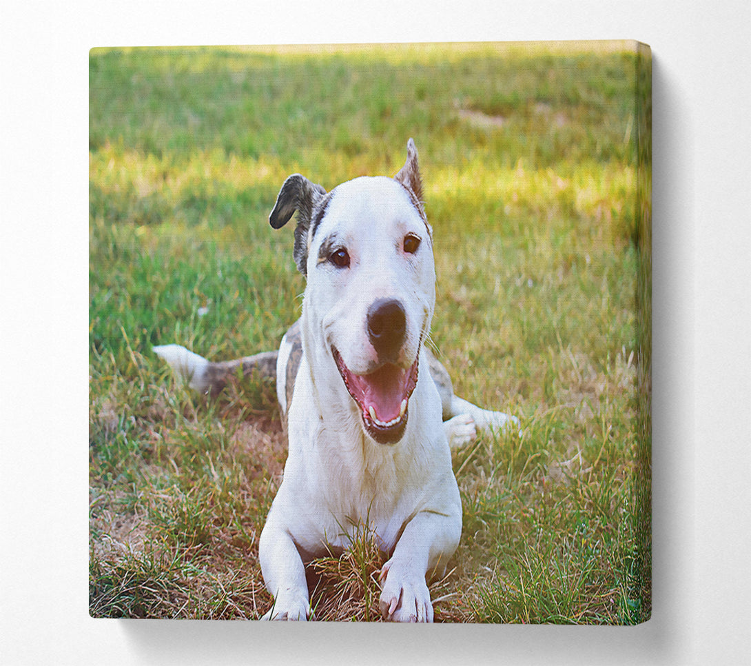  A Canvas Print of White Dog'S Joy Canvas Print