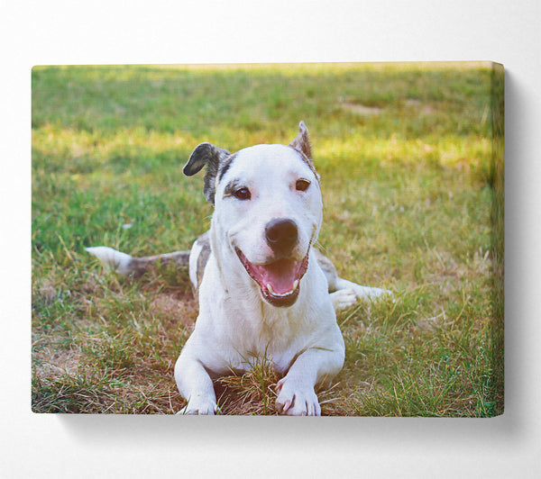  A Canvas Print of White Dog'S Joy Canvas Print