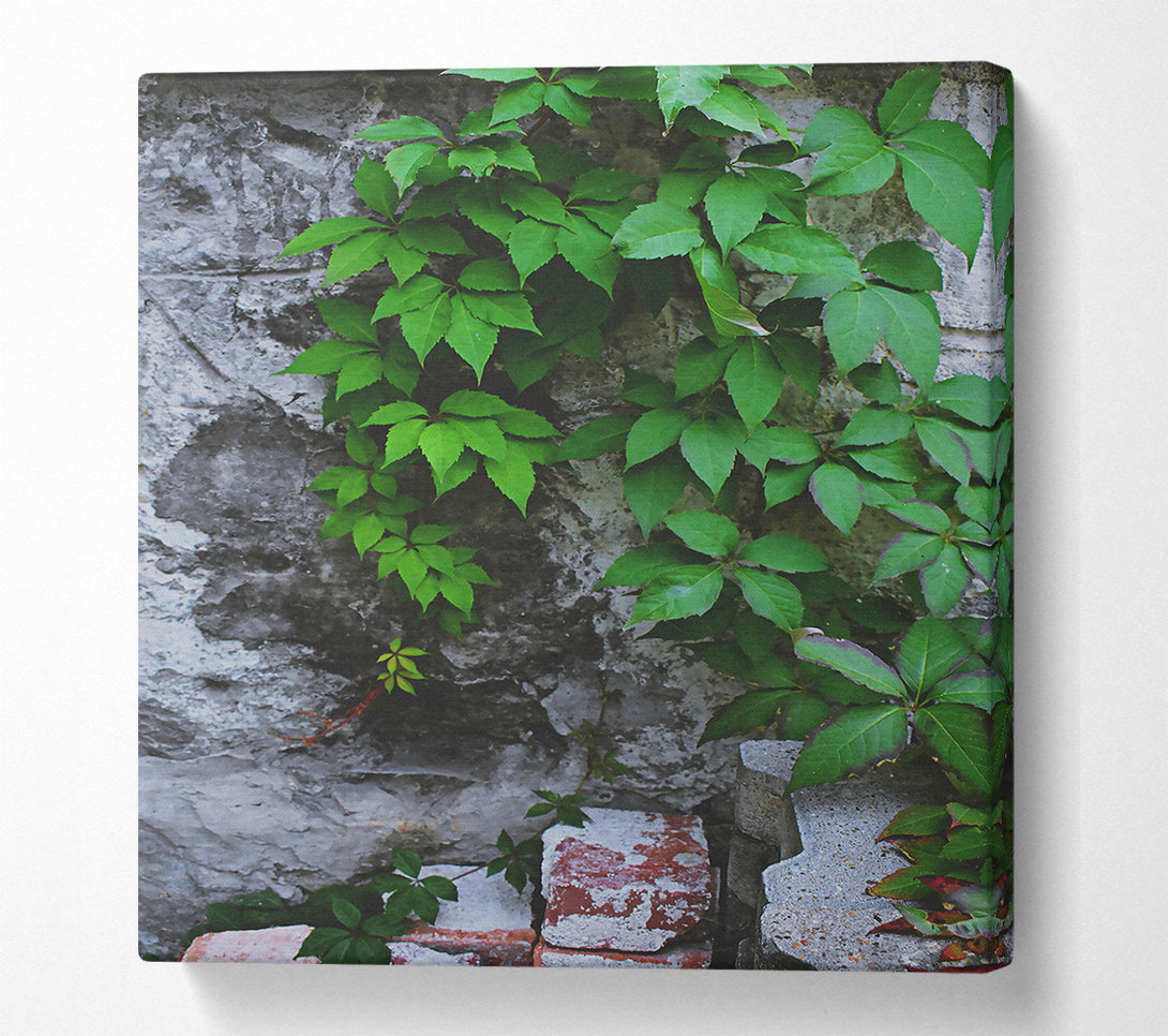  A Canvas Print of Green Wall Growth Canvas Wall Art