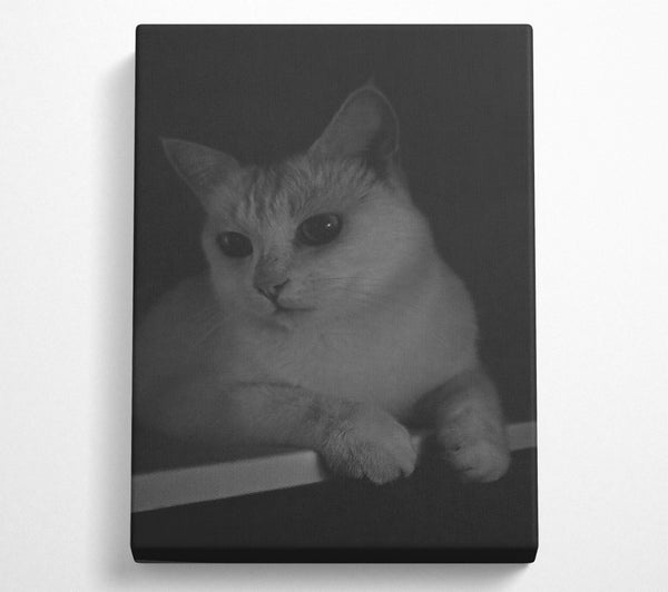  A Canvas Print of White Feline Gaze Canvas Art