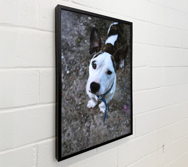 White Puppy Curiosity