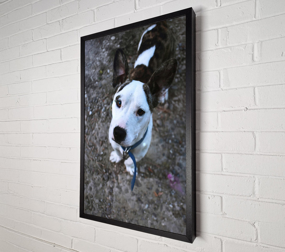  A Canvas Print of White Puppy Curiosity Canvas Wall Art