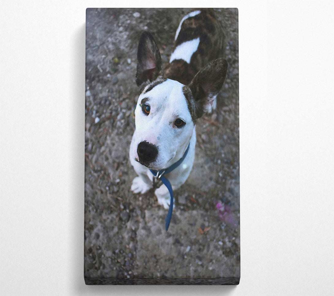  A Canvas Print of White Puppy Curiosity Canvas Wall Art