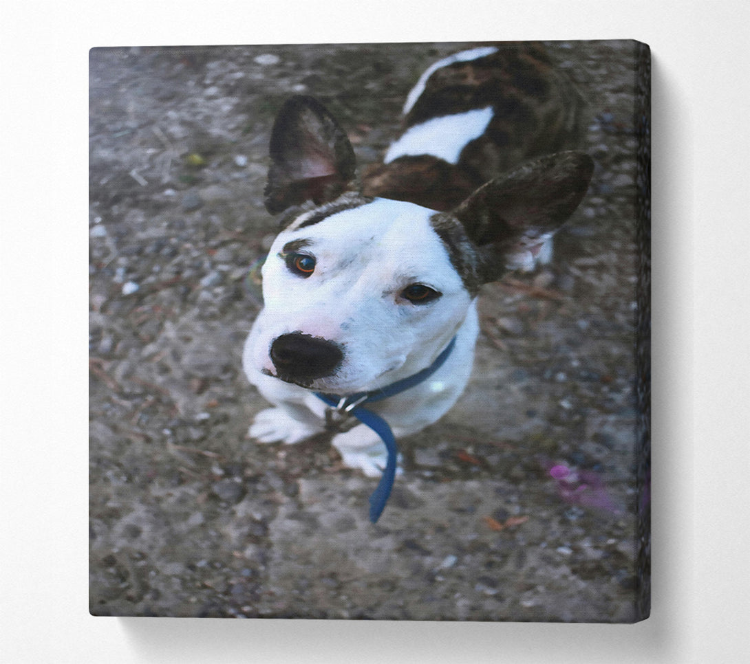  A Canvas Print of White Puppy Curiosity Canvas Wall Art