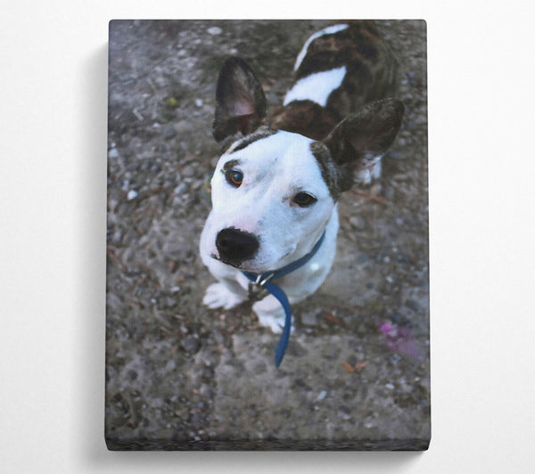  A Canvas Print of White Puppy Curiosity Canvas Wall Art