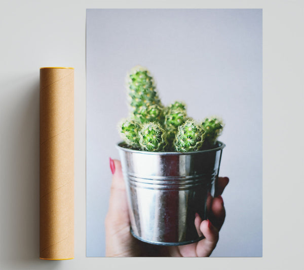 Silver Cactus Blooms Poster