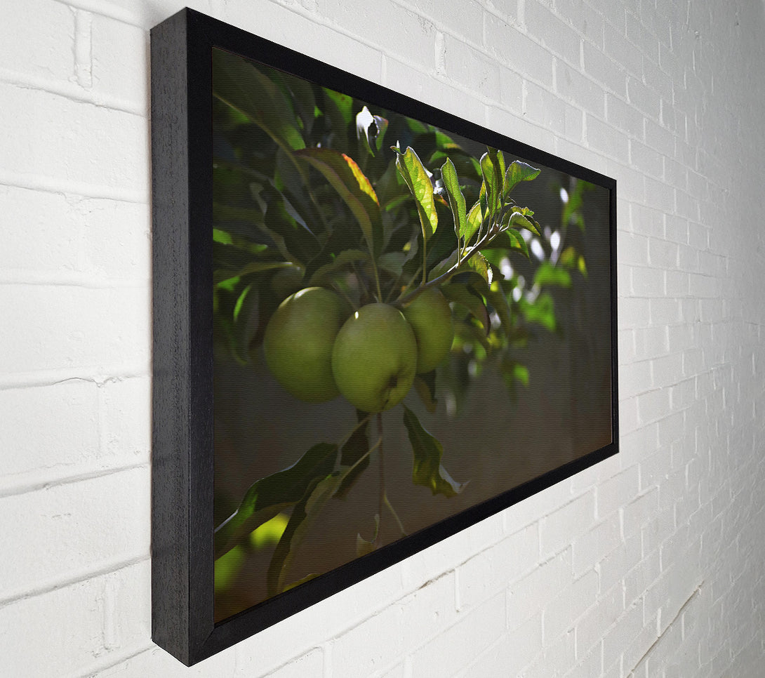  A Canvas Print of Green Apples In Sunlight. Canvas Print