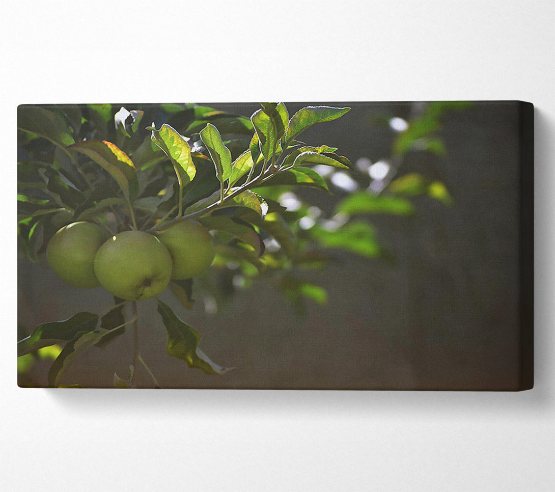  A Canvas Print of Green Apples In Sunlight. Canvas Print