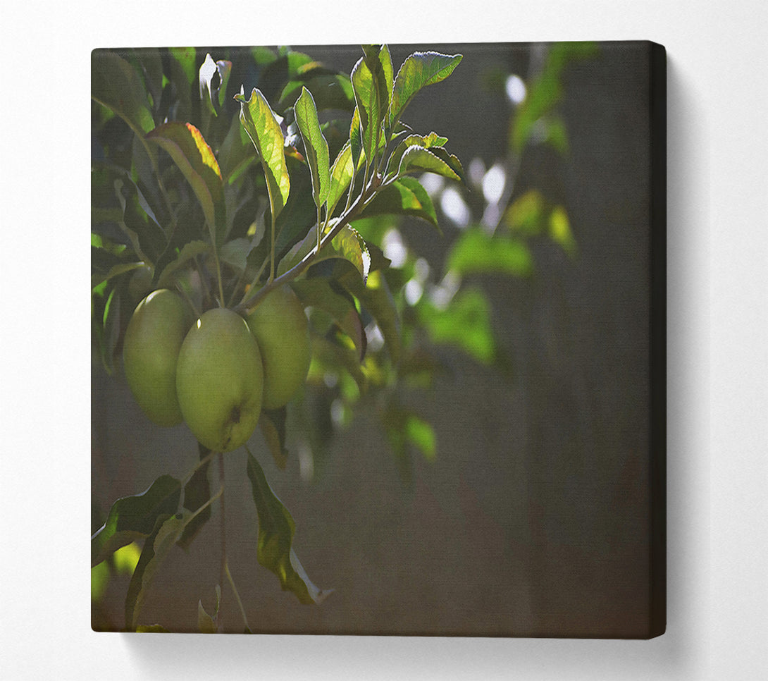  A Canvas Print of Green Apples In Sunlight. Canvas Print