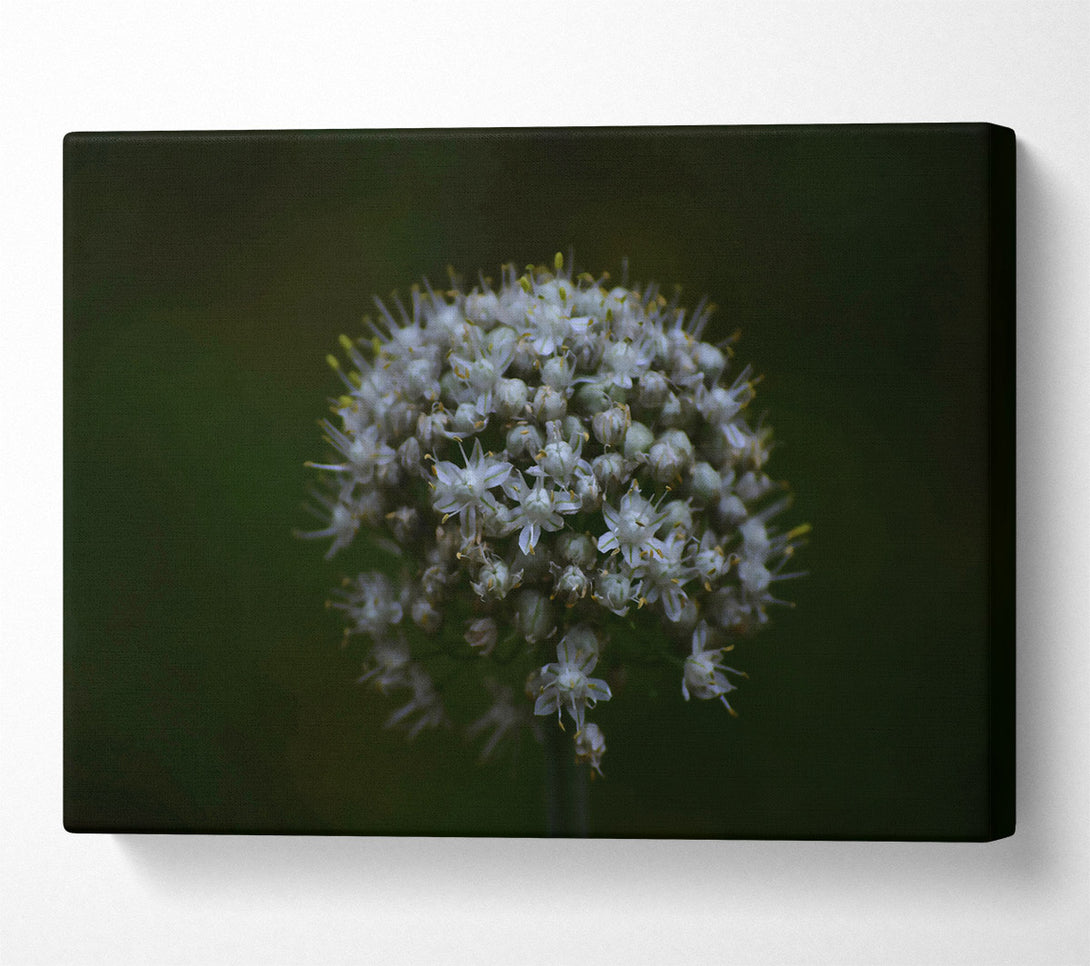  A Canvas Print of White Bloom In Darkness Canvas Art