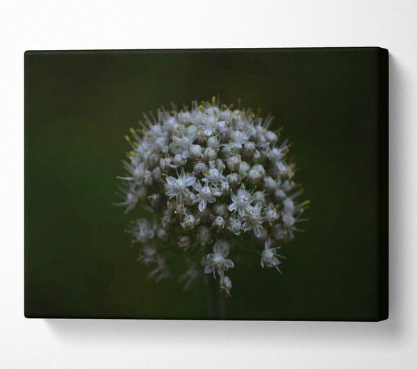  A Canvas Print of White Bloom In Darkness Canvas Art