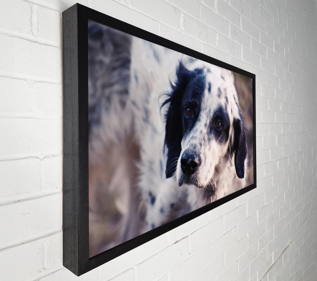  A Canvas Print of Black & White Gaze Canvas Print
