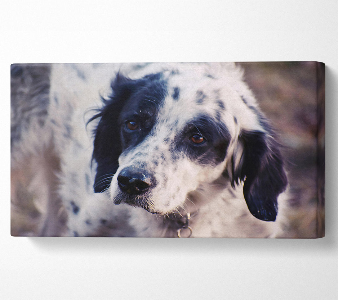  A Canvas Print of Black & White Gaze Canvas Print