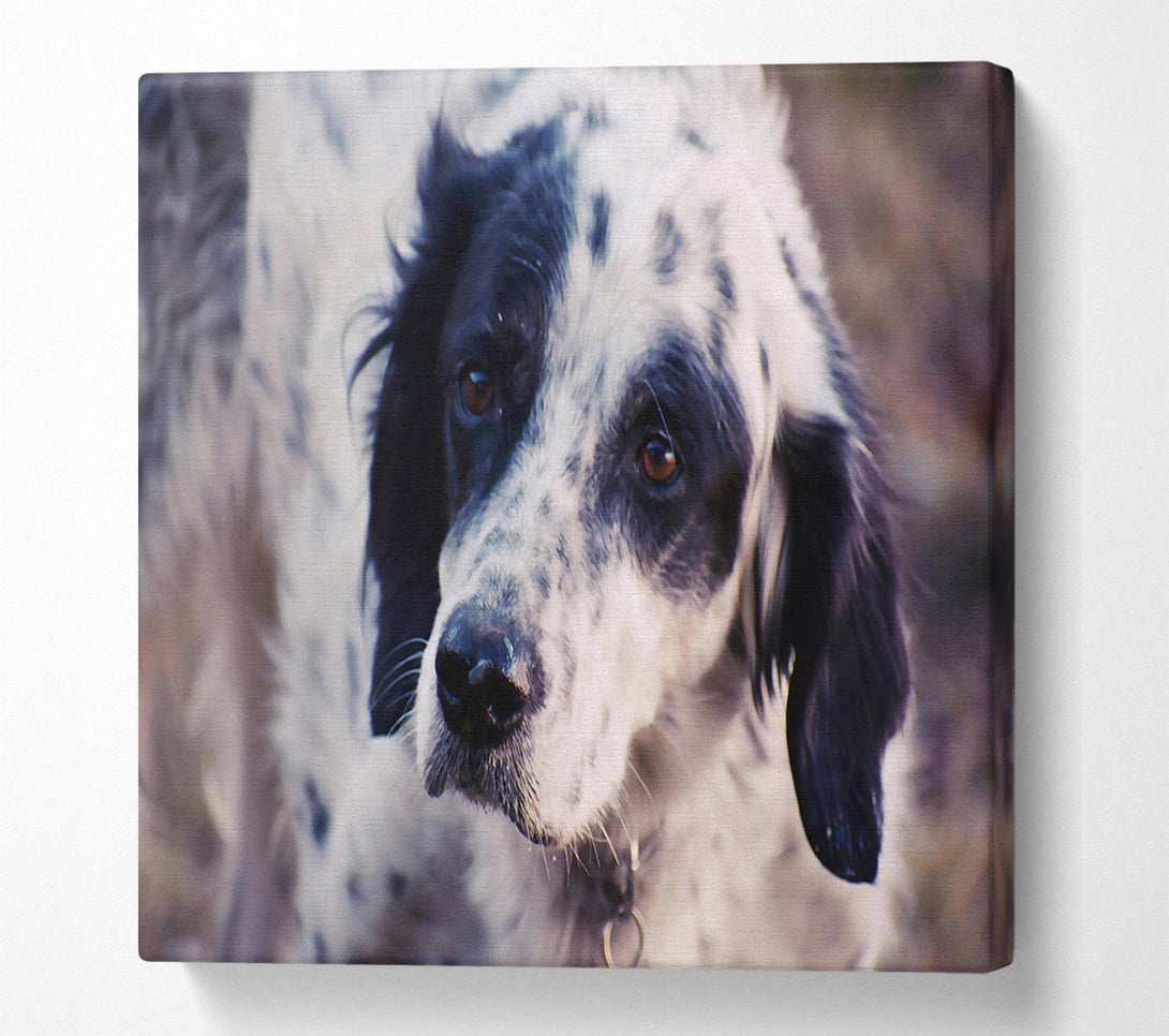 A Canvas Print of Black & White Gaze Canvas Print
