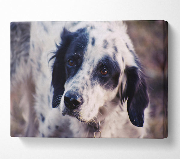  A Canvas Print of Black & White Gaze Canvas Print