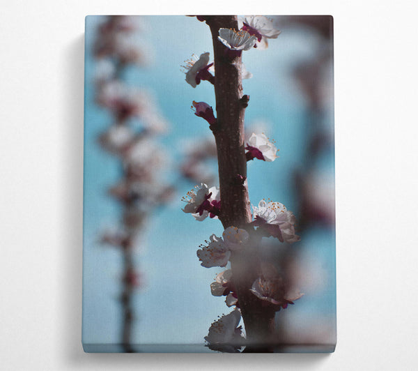  A Canvas Print of Blue And White Blossoms Canvas Wall Art