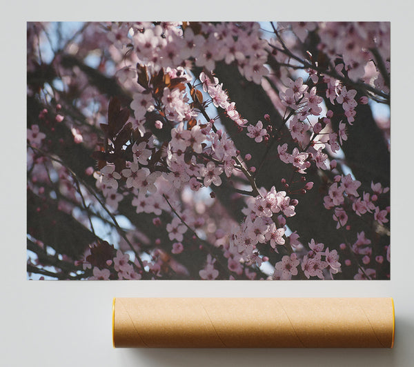 Pink Blossom Dreams Poster
