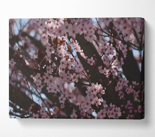  A Canvas Print of Pink Blossom Dreams Canvas Print