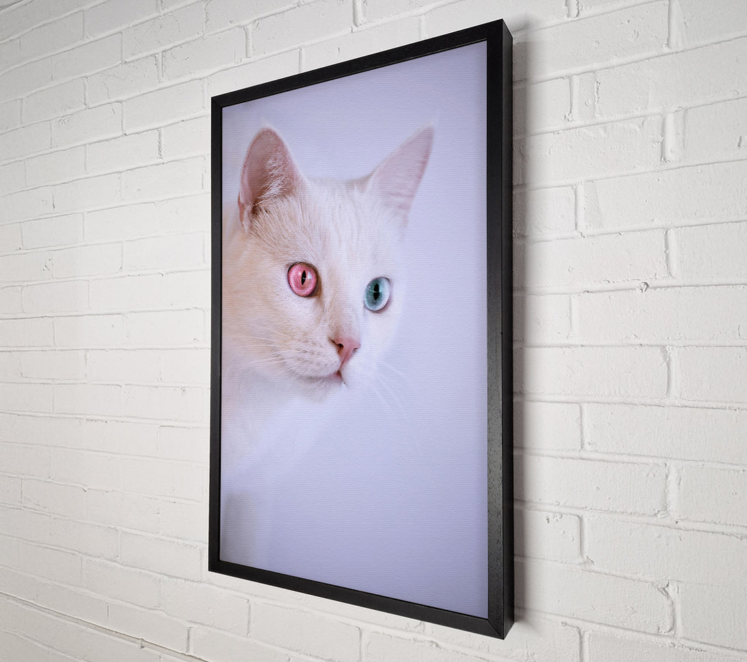  A Canvas Print of Pink-Eyed Wonder Canvas Print