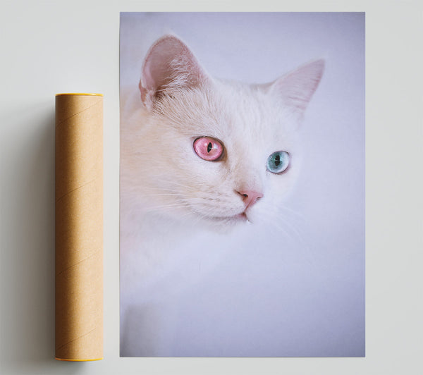 Pink-Eyed Wonder Poster