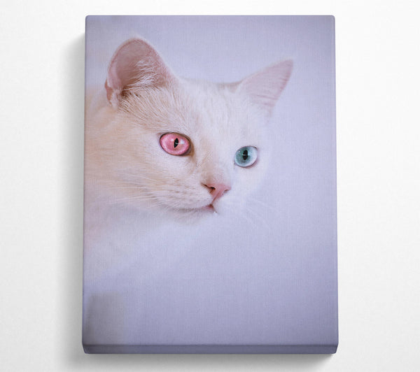  A Canvas Print of Pink-Eyed Wonder Canvas Print
