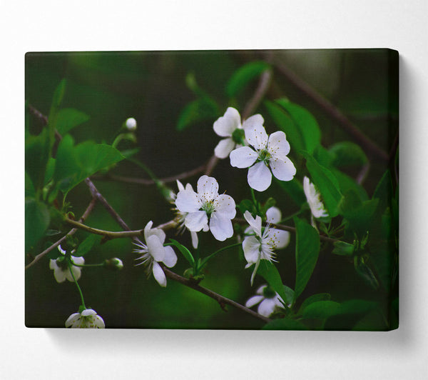  A Canvas Print of White Blossoms In Green Canvas Print