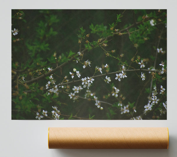 Green Branch White Blooms Giclee Print