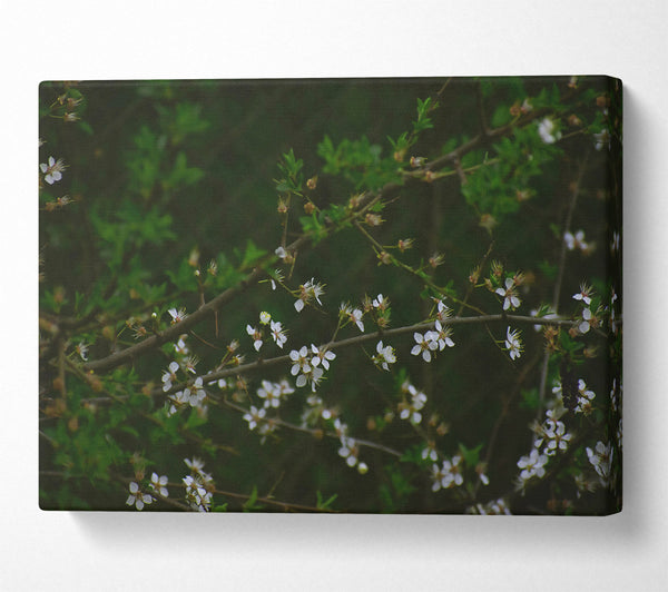  A Canvas Print of Green Branch White Blooms Canvas Print